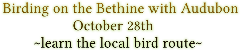 Birding on the Bethine with Audubon October 28th ~learn the local bird route~