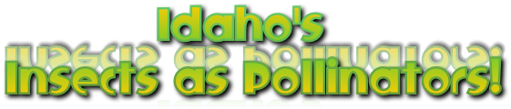 Idaho&#39;s Insects as Pollinators!