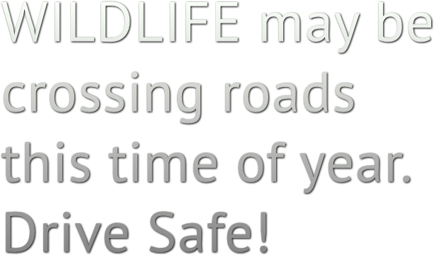 WILDLIFE may be 
crossing roads 
this time of year.
Drive Safe!